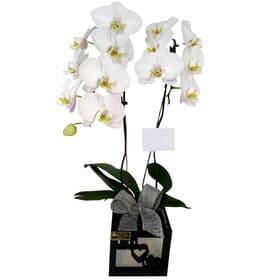 Orquídea branca em cachepot