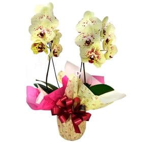 thumb-orquidea-amarela-com-lilas-0