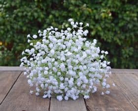 thumb-gypsophila-0